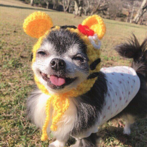 黄色い毛糸で編んだ帽子を顔に巻き付け、舌を少し出して笑っているチワワ