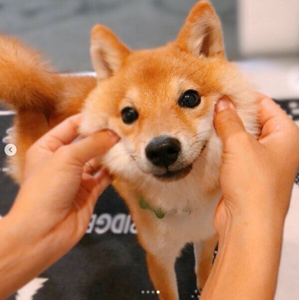 ほっぺが可愛いちくわくん