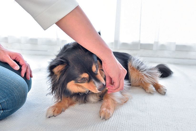 ２．その手を愛犬のおなかのほうへ