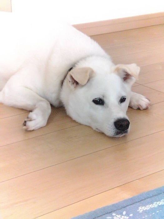娘さんが撮ったというじろーさん とってもかわいらしい
