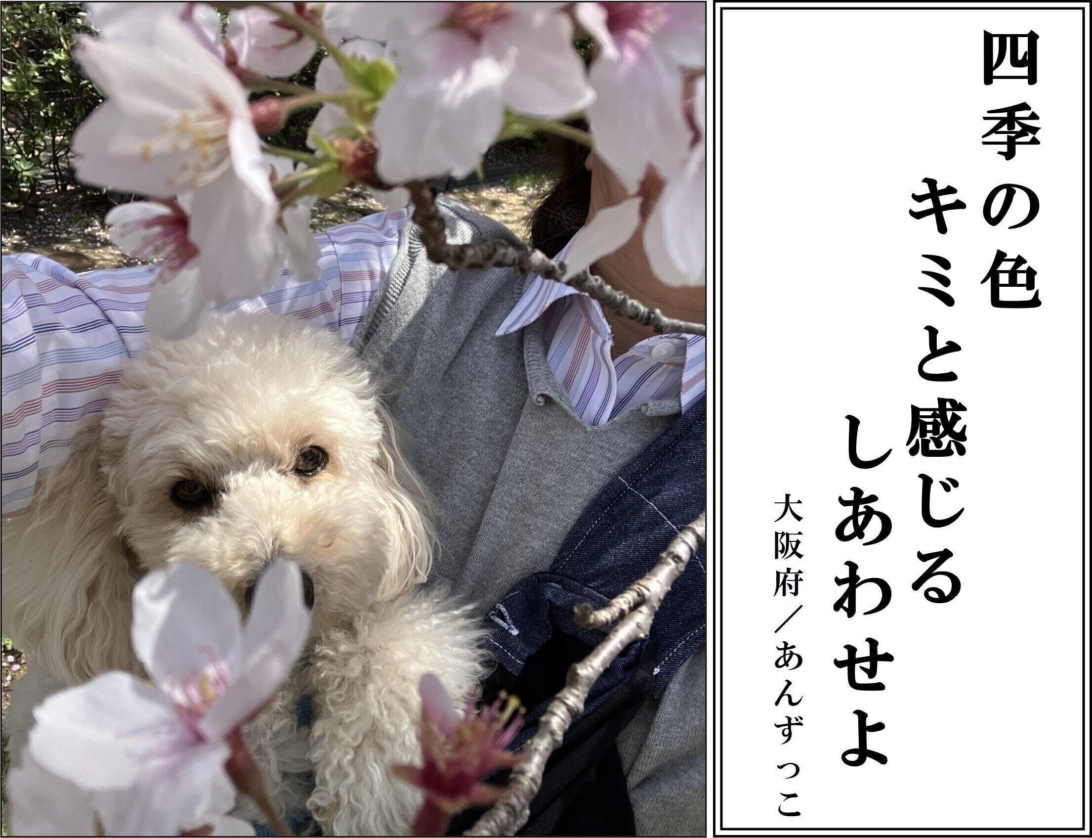 【犬部門：優秀賞】大阪府 あんずっこさん／あんずちゃん