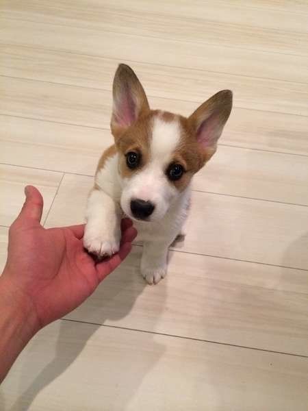 ウェルシュ・コーギー・ペンブロークのオテ