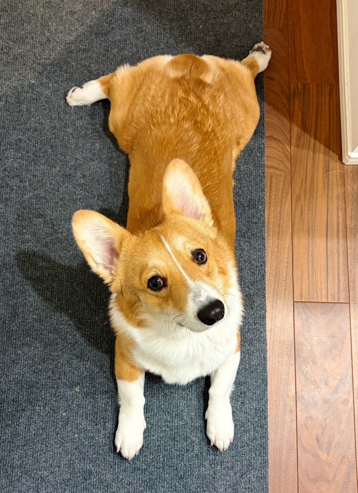 飼い主を見上げるウェルシュ・コーギー・ペンブローク