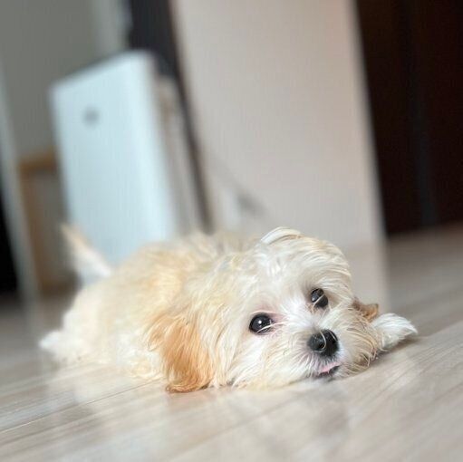 うつ伏せになるころっけちゃん