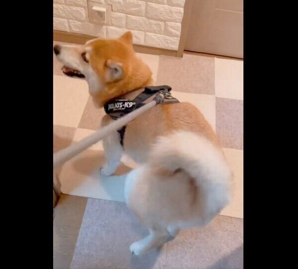 足踏みを再開する栗太郎くん