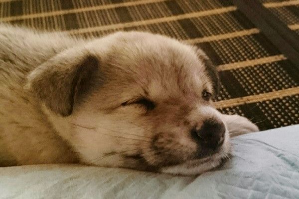 眠る犬