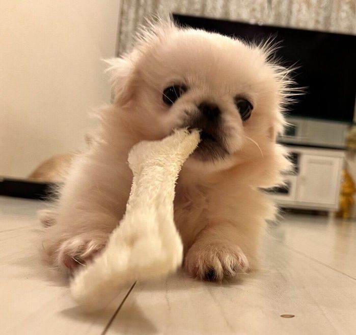 おもちゃで遊ぶちくわくん