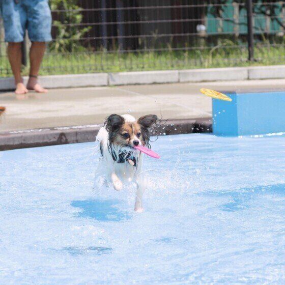 プールで遊ぶパピヨン