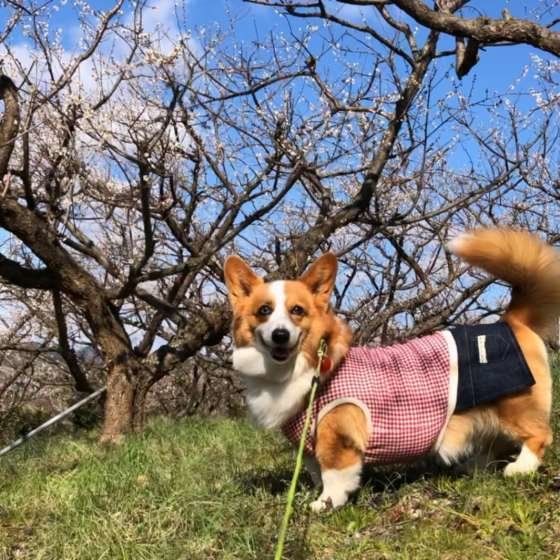 コーギーのこゆきちゃん