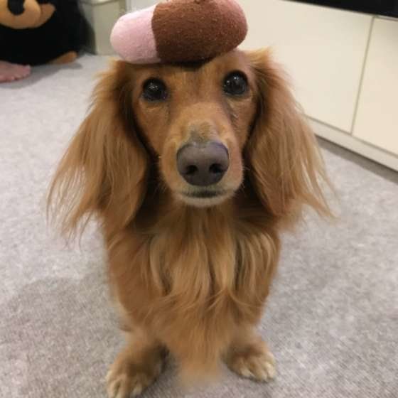 おもちゃを頭に乗せるカニーンヘン・ダックスフンド