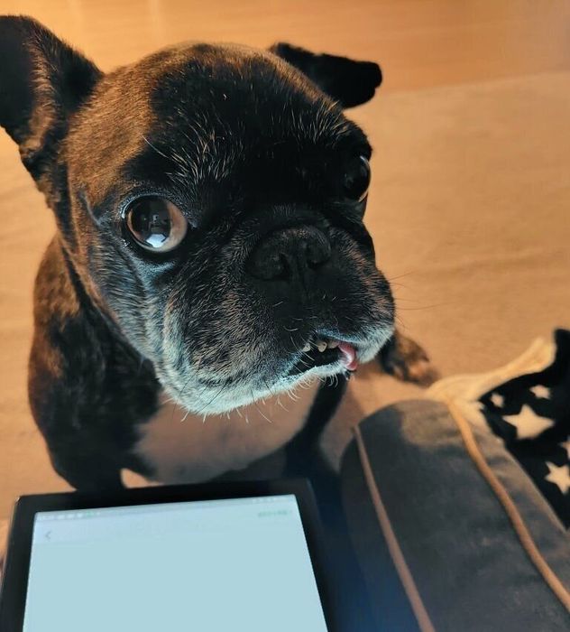 勉強している飼い主さんを見つめるかんぱちくん