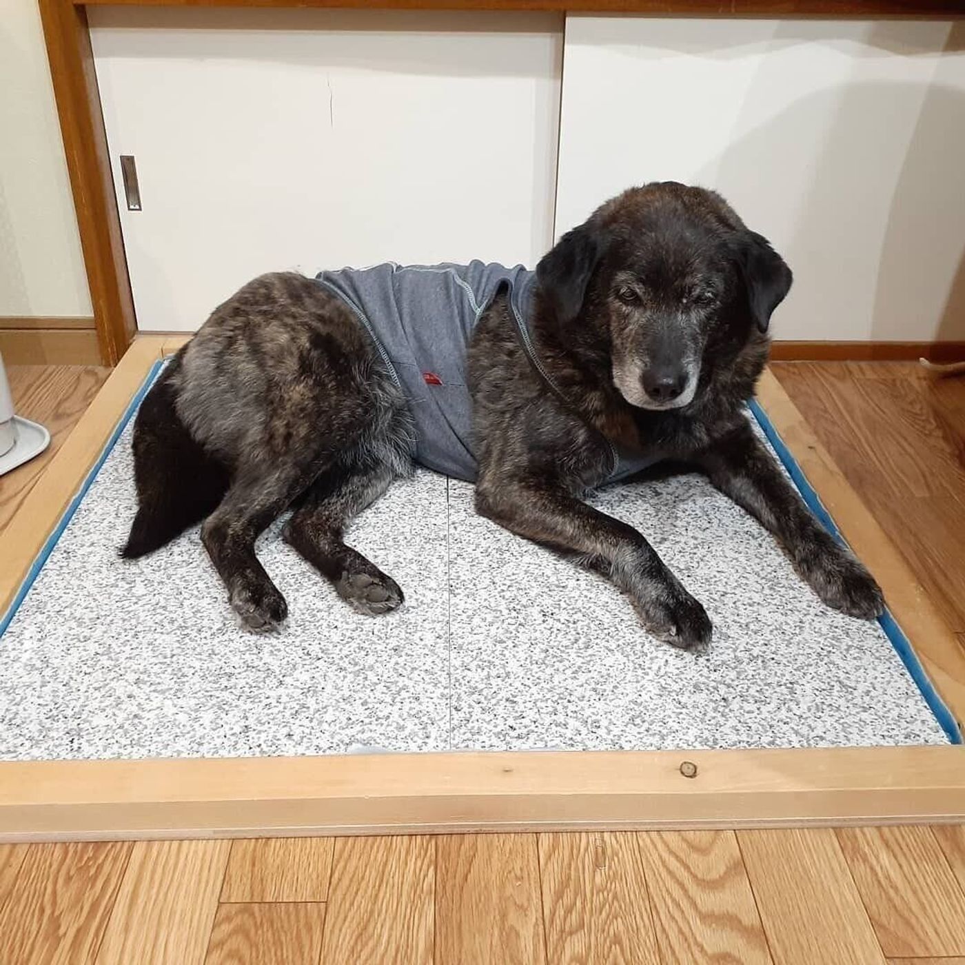 おすすめの犬用ベッド 21年最新 犬に快適なベッドとは いぬのきもちweb Magazine おすすめの犬用ベッド 21年最新 犬に快適なベッドとは いぬのきもちweb Magazine