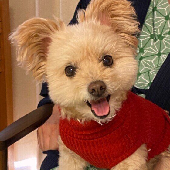 赤い洋服でかわいいMIX犬