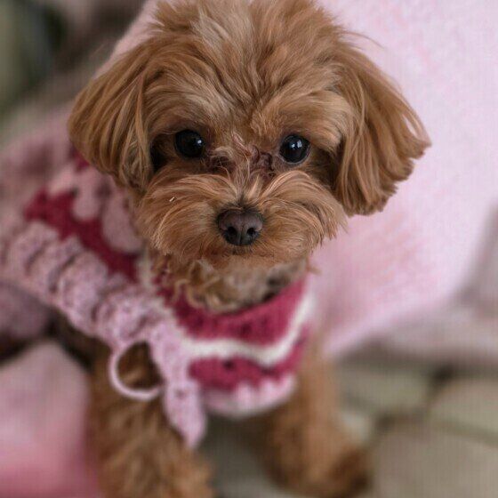 マテをしてるミックス犬