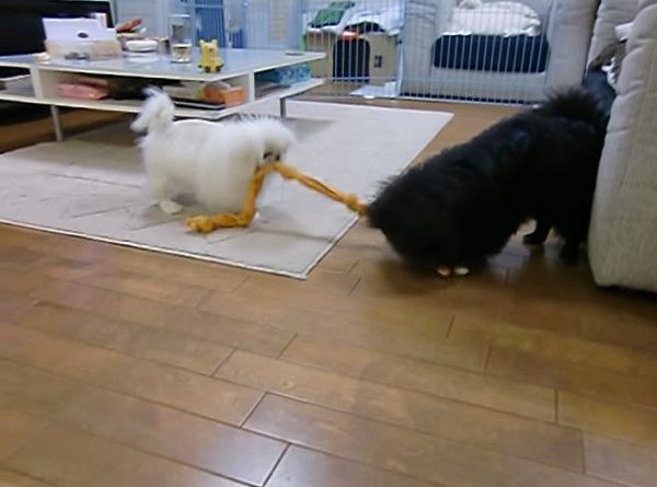 遊ぶペキニーズの子犬