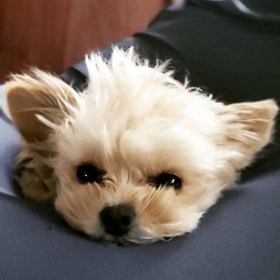 床に顔を伏せるMix犬