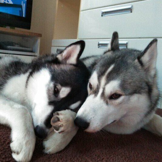 仲よしハスキー兄弟