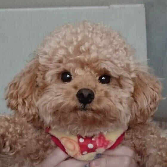 もうすぐ換毛期、犬に毛玉ができた際の対処と予防法 いぬのきもち