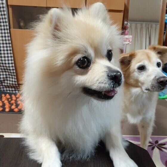 身を乗り出すポメラニアンの女の子