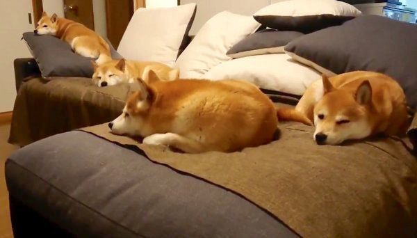 ソファで眠る柴犬一家