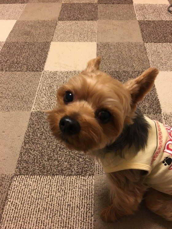 カメラ目線のヨークシャテリア