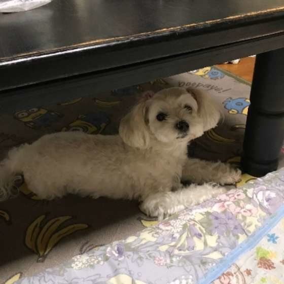 テーブルの下のマルチーズ