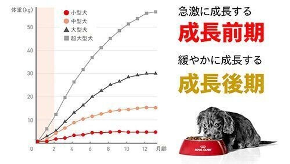 Pr 子犬用フードなど4点セットを無料で 抽選で2 000名様にプレゼント いぬのきもちweb Magazine Pr 子犬用フードなど4点セットを無料で 抽選で2 000名様にプレゼント いぬのきもちweb Magazine