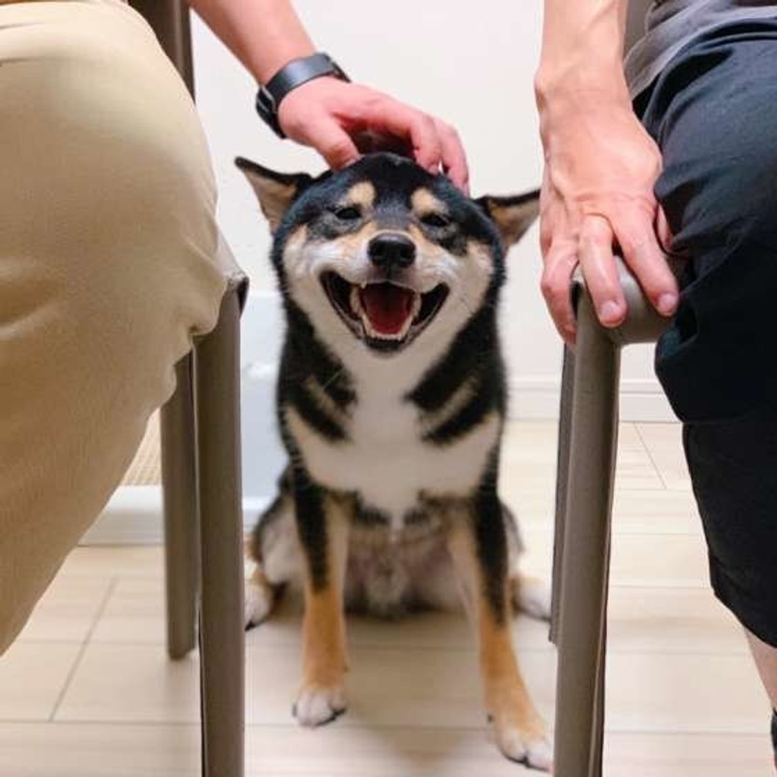 愛犬に愛情を伝えたい 犬に伝わる愛情表現とは いぬのきもちweb Magazine 愛犬に愛情を伝えたい 犬に伝わる愛情表現とは いぬのきもちweb Magazine