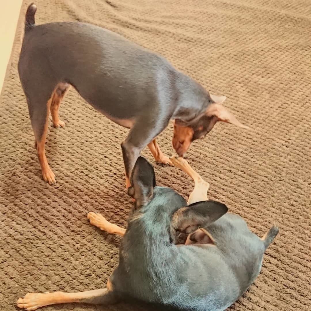 クンクンする犬