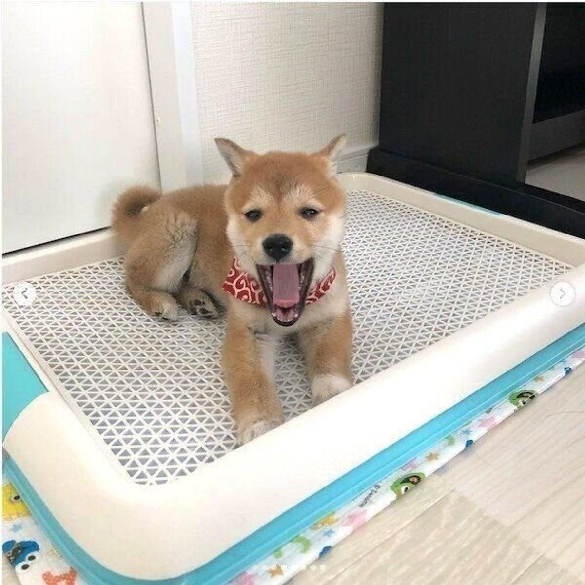 トイレの練習をする妹犬を見守っていた姉犬 約3年が経過した今 微笑ましい関係性を築いていた いぬのきもちweb Magazine トイレの練習をする妹犬を見守っていた姉犬 約3年が経過した今 微笑ましい関係性を築いていた いぬのきもちweb Magazine