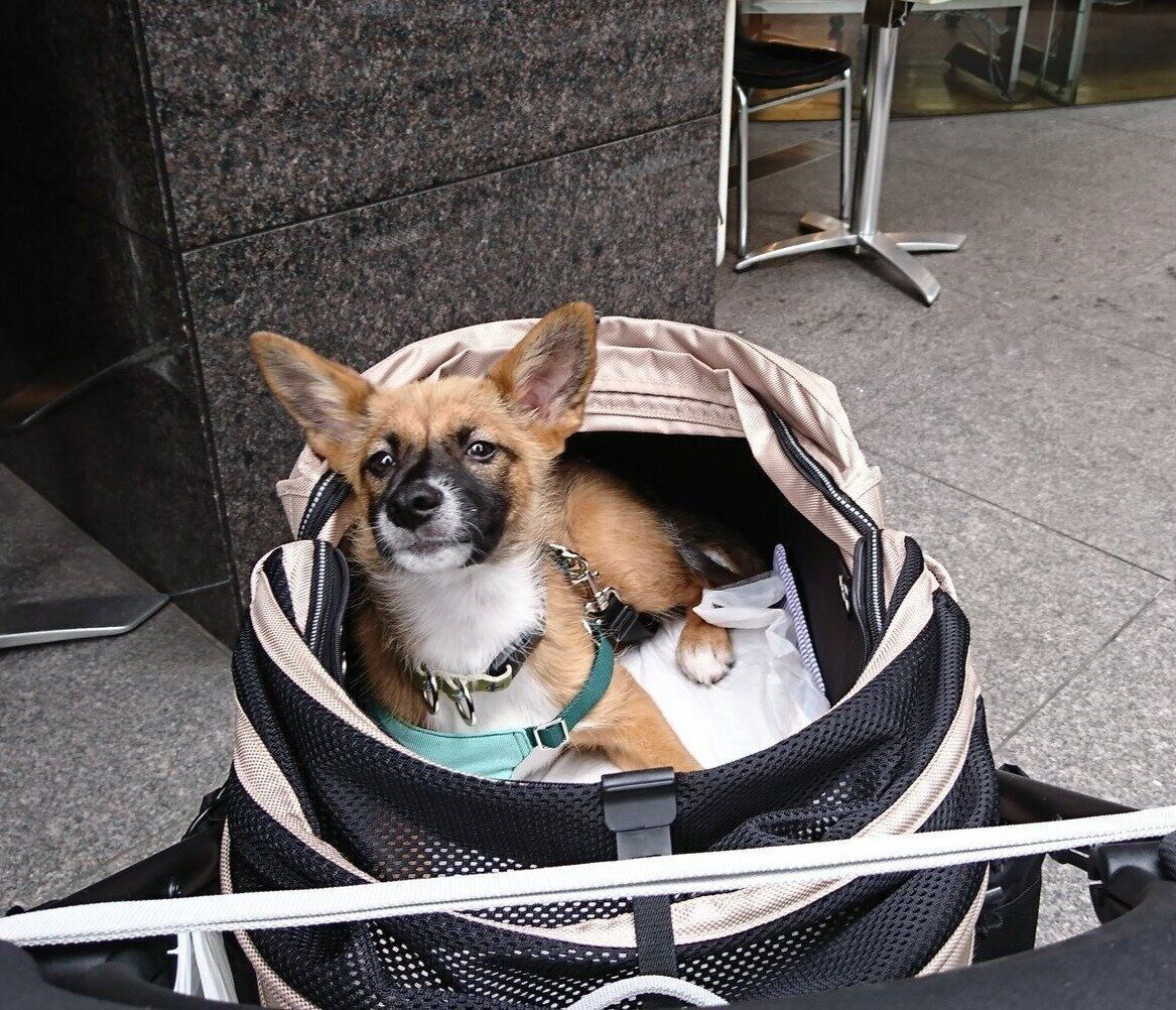 こちらを見ている様子の犬（生後4カ月）