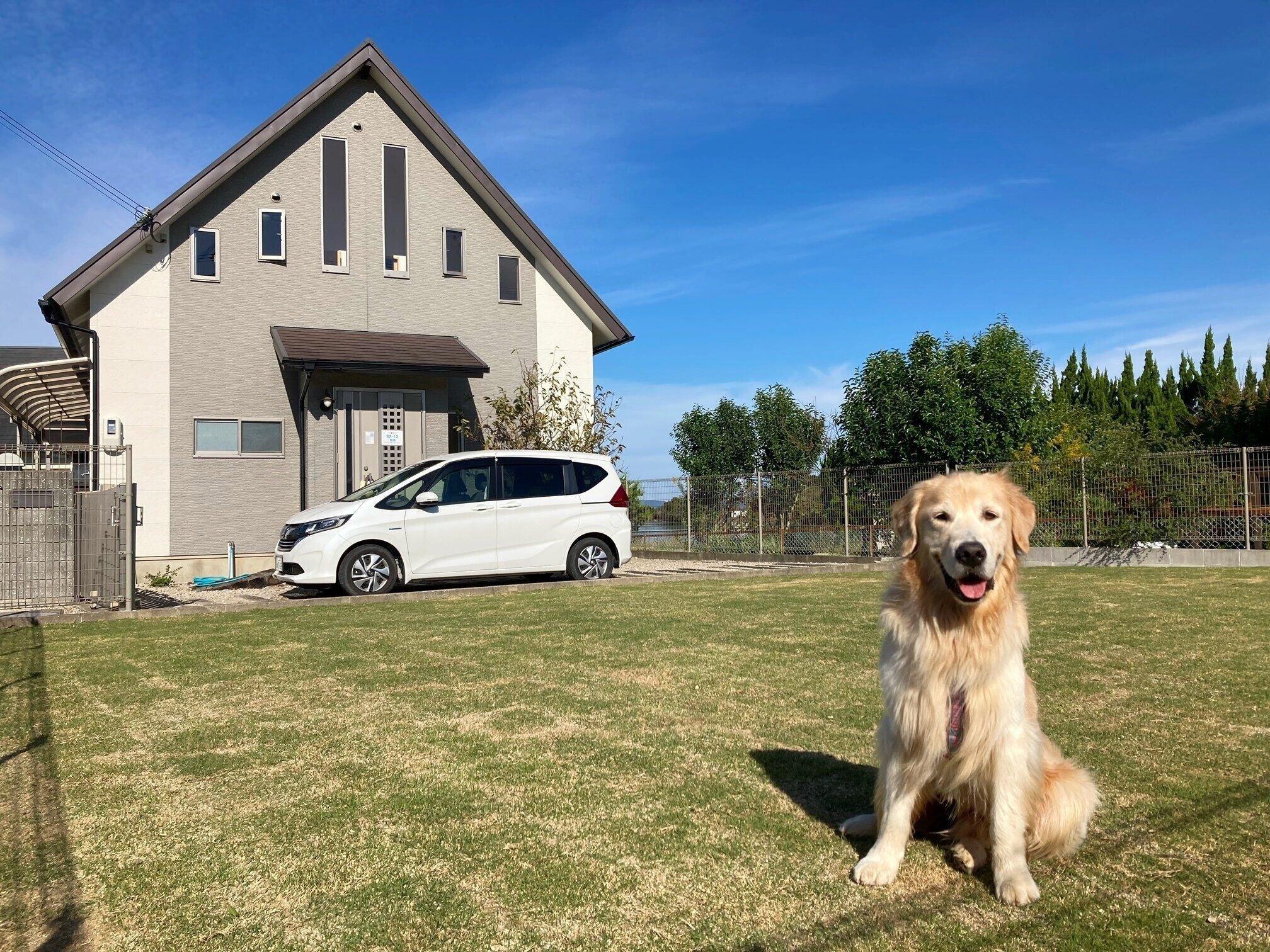 別荘の真横にあるドッグランにいる犬
