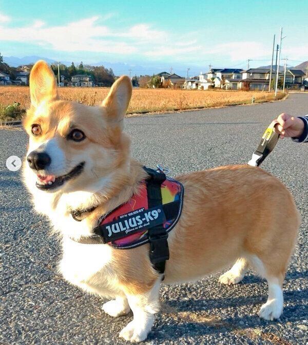 お散歩中のゆずちゃん