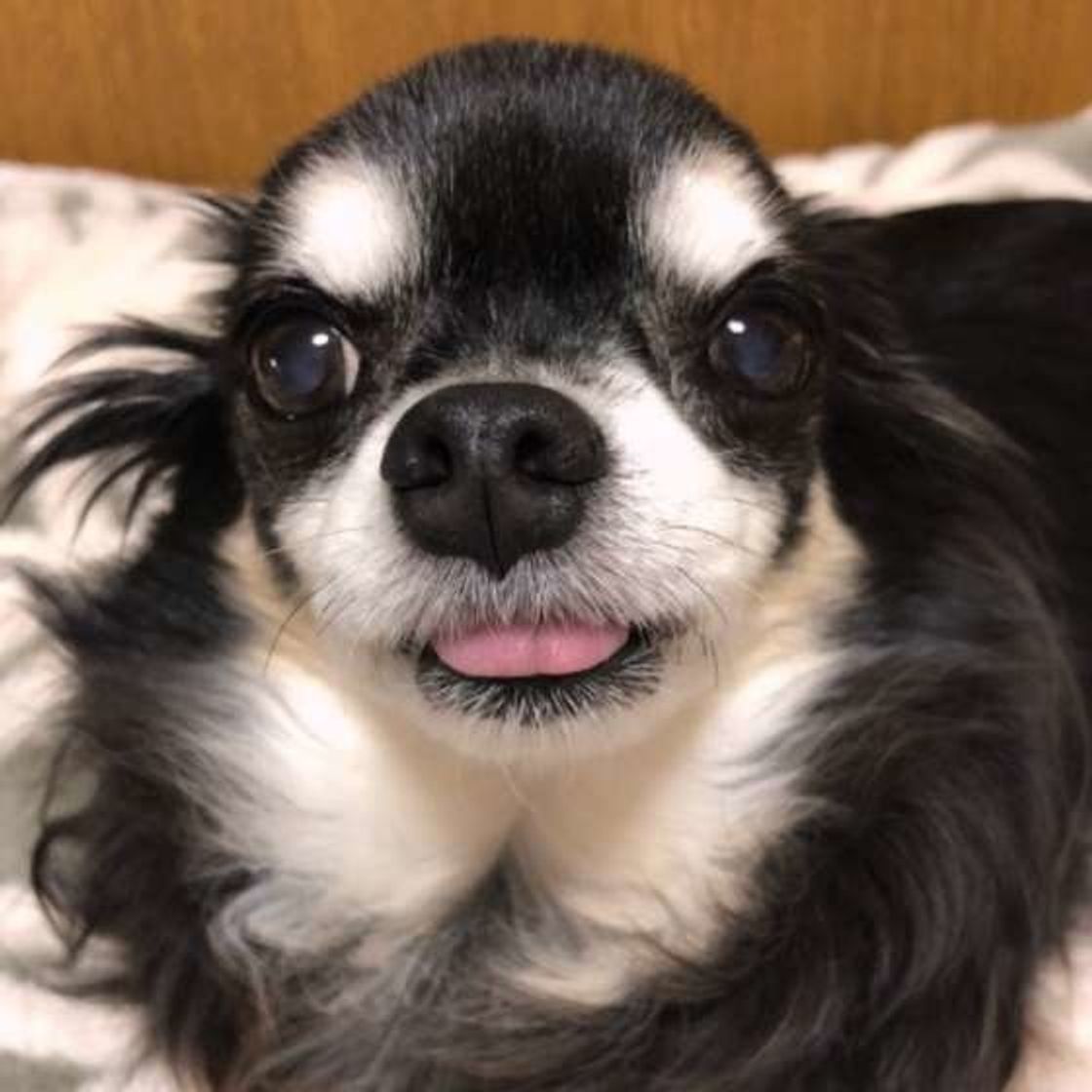 毛布 スリッパ 床をペロペロ モノをなめる犬の気持ちとは いぬのきもちweb Magazine 毛布 スリッパ 床をペロペロ モノをなめる犬の気持ちとは いぬのきもちweb Magazine