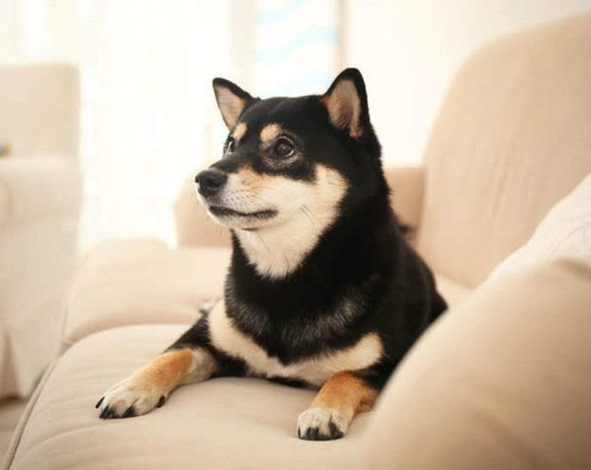 一人暮らしだけど 犬を飼いたい 事前に知っておきたい 注意点って いぬのきもちweb Magazine 一人暮らしだけど 犬を飼いたい 事前に知っておきたい 注意点って いぬのきもちweb Magazine