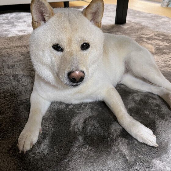 柴のりくくん♪