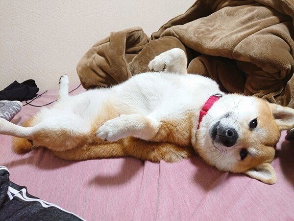 ヘソ天するこま次郎くん