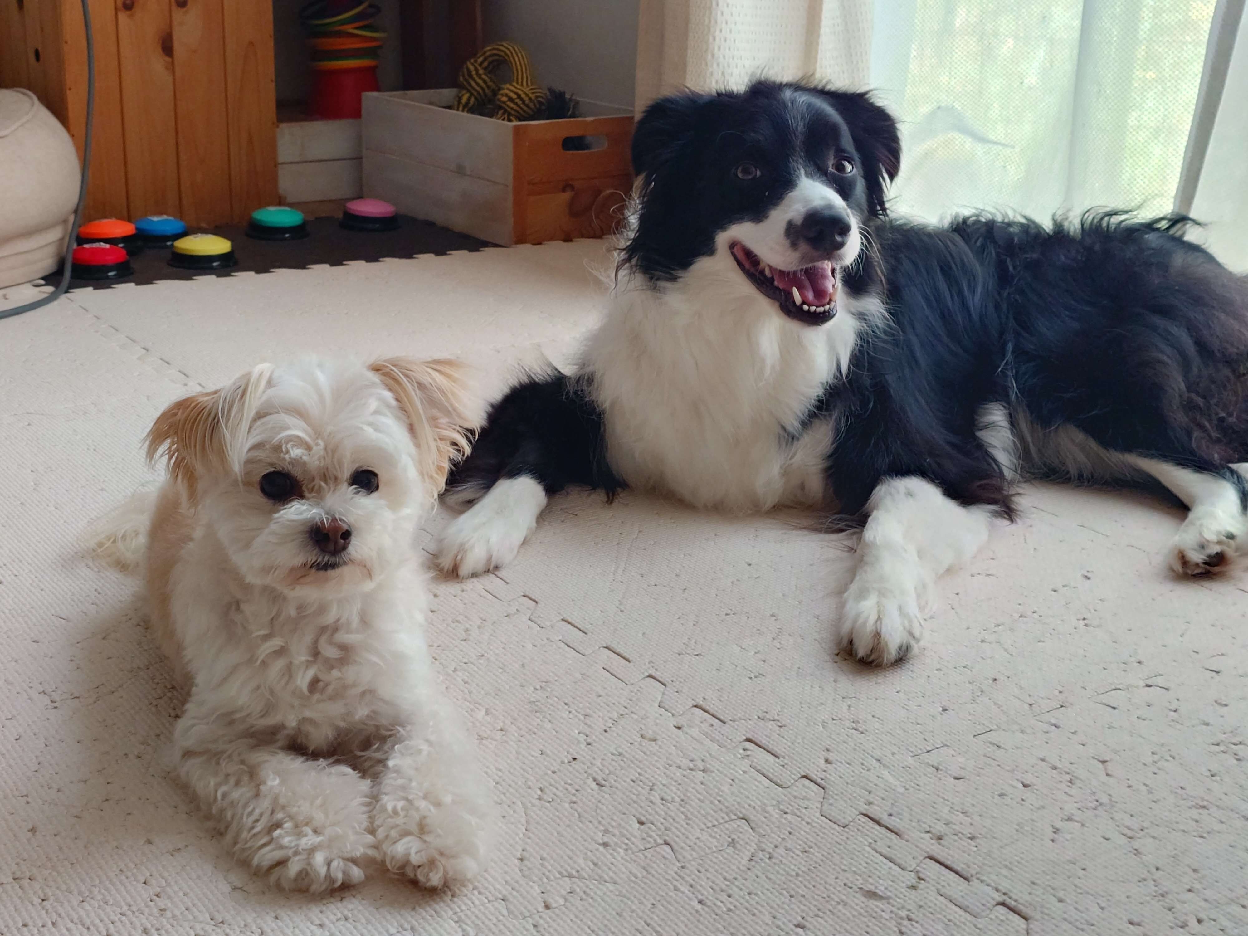 おやつを待つ犬（左）とボーダー・コリー（右）