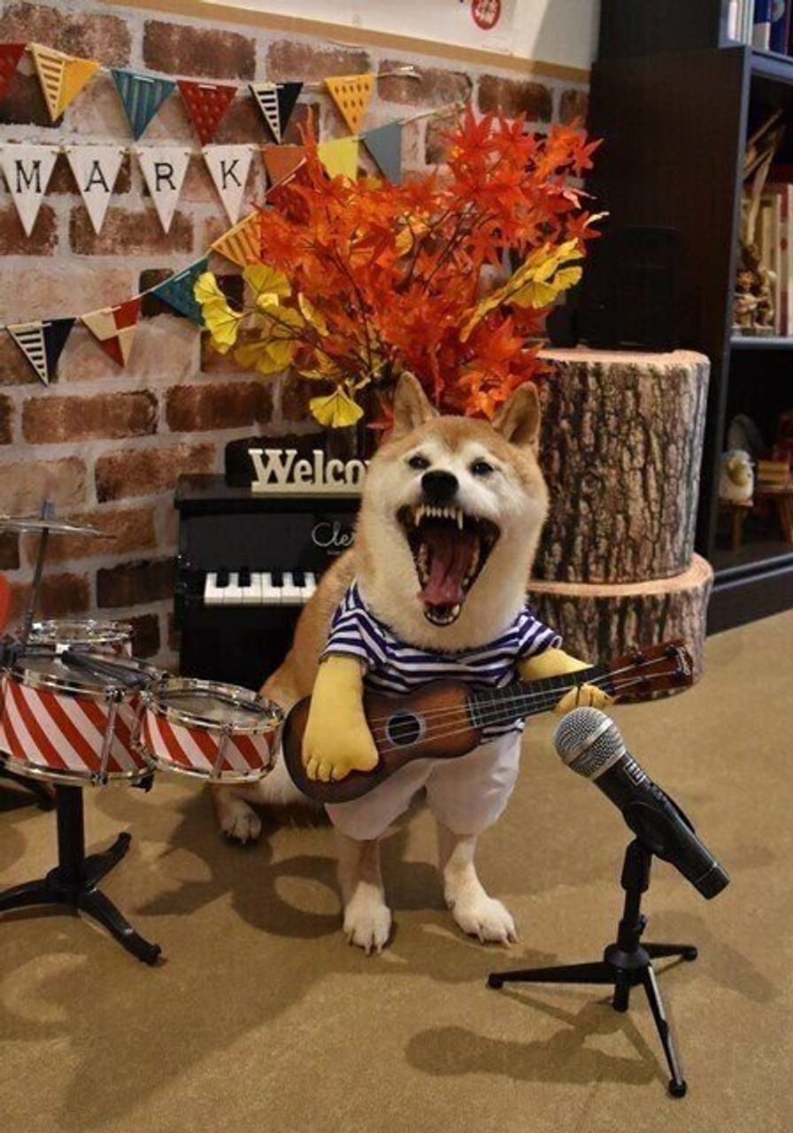 19年柴犬かぼすちゃんの北海道旅行 富良野でワンワンコスプレ大会 第5話 いぬのきもちweb Magazine 19年柴犬かぼすちゃんの北海道旅行 富良野でワンワンコスプレ大会 第5話 いぬのきもちweb Magazine