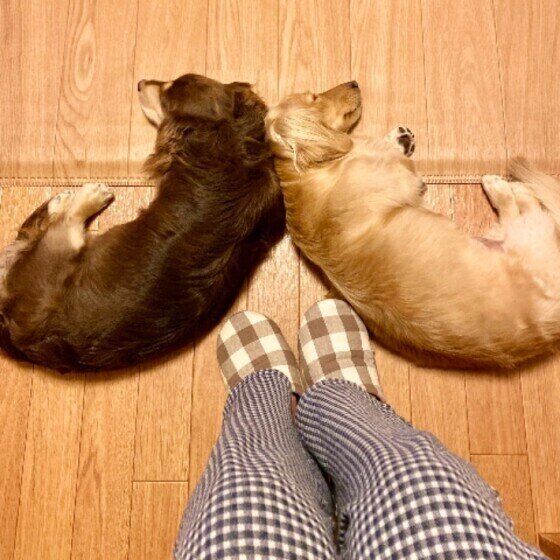 足元で眠るミニチュア・ダックスフンド