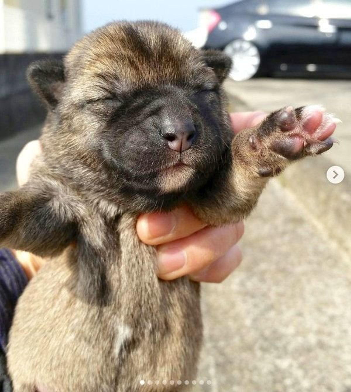 野原に捨てられていた子犬の今 たくさんの癒しを与えてくれる存在に いぬのきもちweb Magazine 野原に捨てられていた子犬の今 たくさんの癒しを与えてくれる存在に いぬのきもちweb Magazine