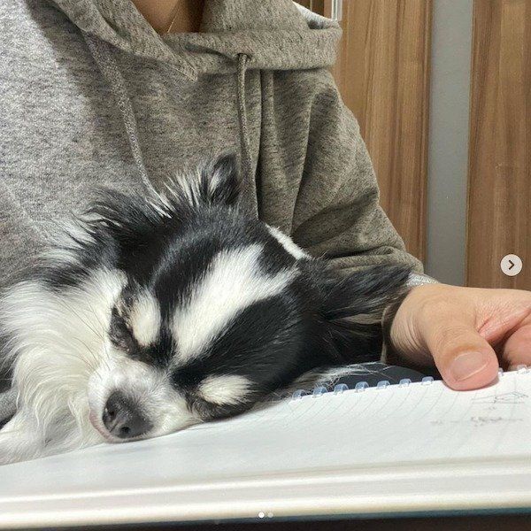 勉強中の飼い主さんの邪魔をするピースくん