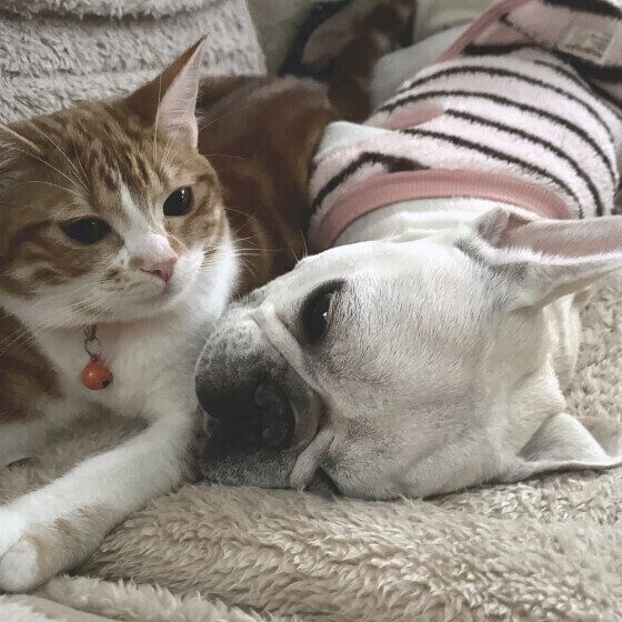 猫ちゃんと仲良くお昼寝