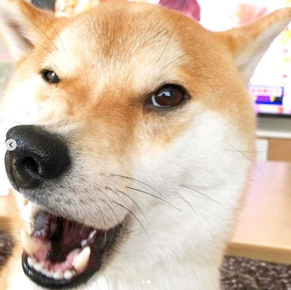 変顔する柴犬