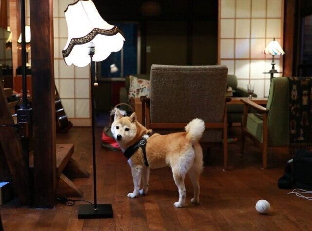 犬の口角が上がるとき 穴澤賢の犬のはなし いぬのきもちweb Magazine 犬の口角が上がるとき 穴澤賢の犬のはなし いぬのきもちweb Magazine