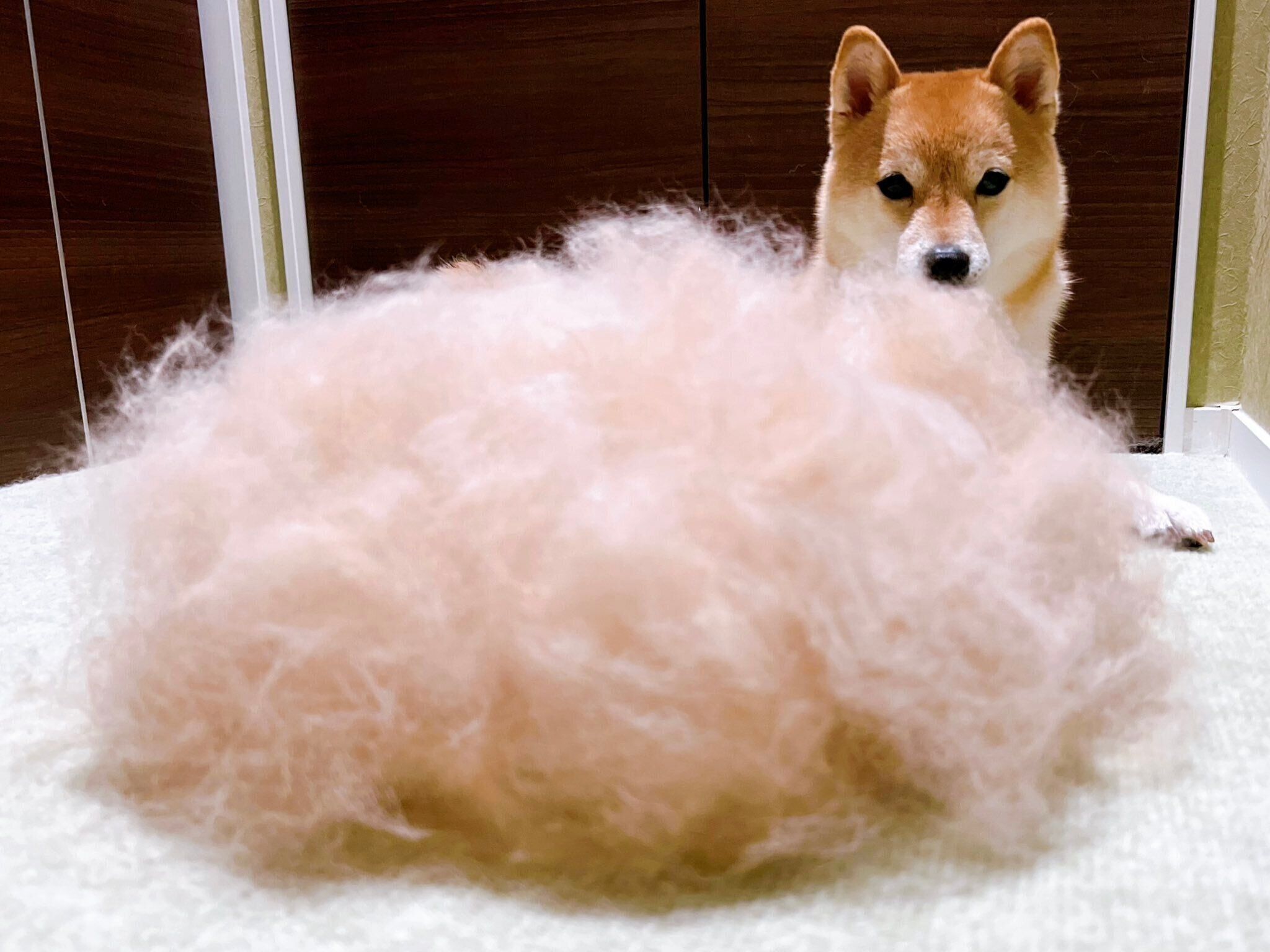 換毛期の陽くん