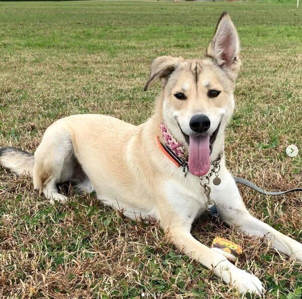 笑顔の小麦ちゃん