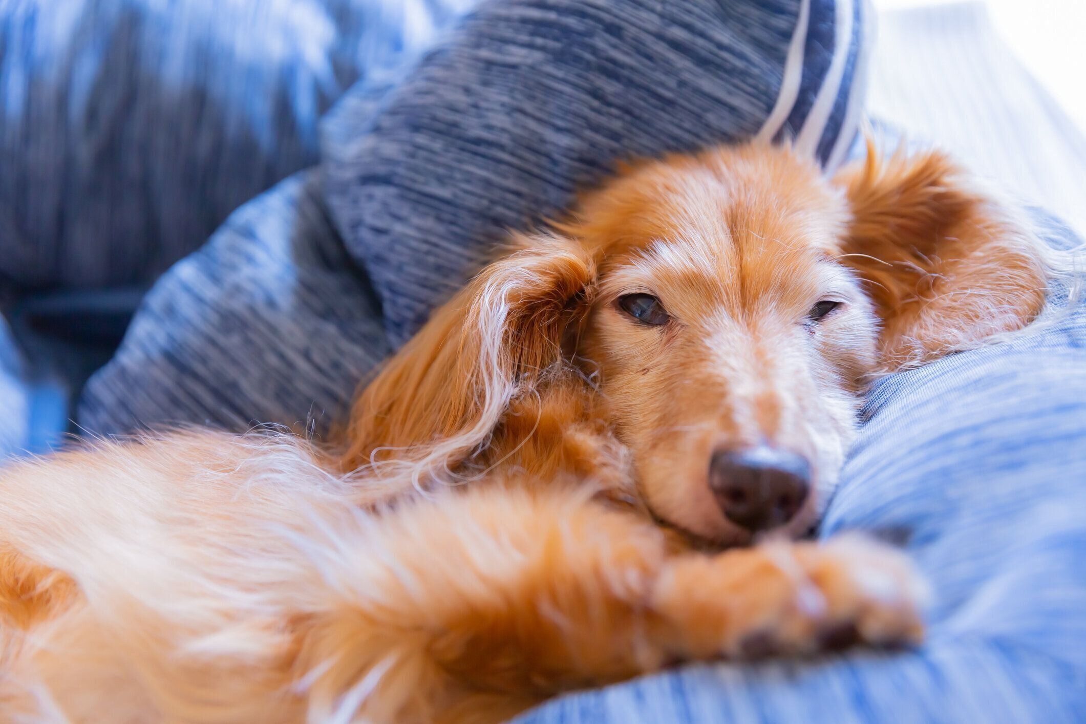 眠るダックスフンド