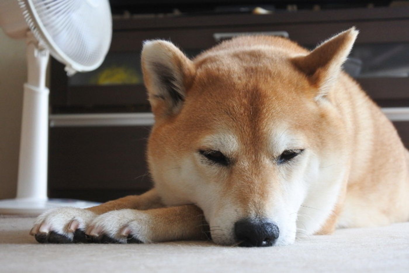柴犬マロたん 猛暑からアレルギー症状を遠ざけるのに必要なのは 掃除と見えない先輩たちの力 いぬのきもちweb Magazine 柴犬マロたん 猛暑からアレルギー症状を遠ざけるのに必要なのは 掃除と見えない先輩たちの力 いぬのきもちweb Magazine