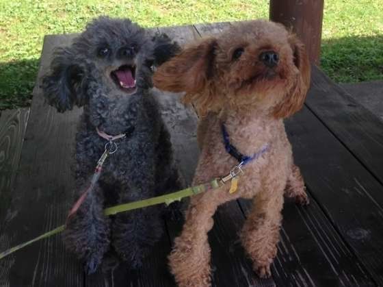 2匹で向かい風にあう（MIX）